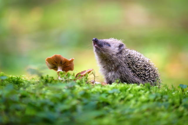 shutterstock_2367527385-640x427.jpg