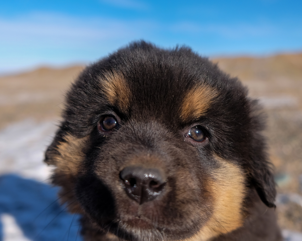 Dogs Dominate Mongolia and Nepal