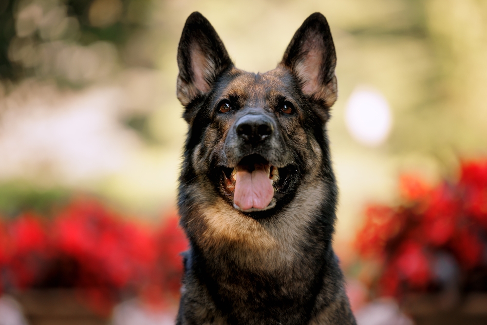 New South Wales data shows high rates of empty police dog searches